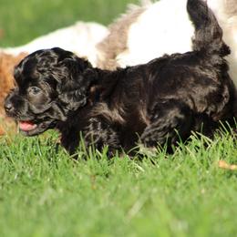 Black - Black male Havapoo puppy in Grants Pass, Oregon from Oregon Valley Doodles
