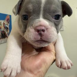 Bell - Tricolors female French Bulldog puppy in Lakeland, Florida from Fur Love And Puppies
