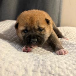White - Sesame female Shiba Inu puppy in Elizabeth, New Jersey from Shiba Inu Loving Care