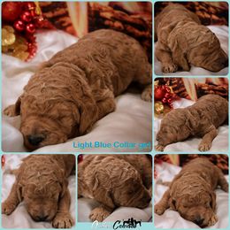 Poodle Puppies from Outlaw Canines