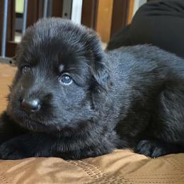 Yellow collar - Black male German Shepherd puppy in Central Florida, Florida from Kaleidoscope German Shepherds