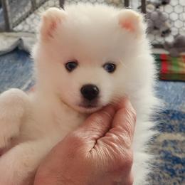 Pomsky Puppies from Mini Pomskies of Ohio