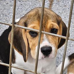 Boy 1 - Black tan and white male Beagle puppy in Williamston, South Carolina from Fairmont Beagles