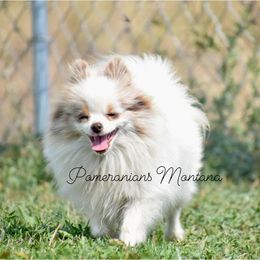 Sage - Pomeranian