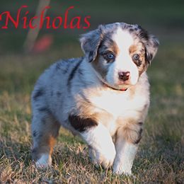Miniature Australian Shepherd Puppies from Sand Dollar Aussies