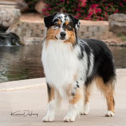 Australian Shepherds from Thunder River Austrailian Shepherds