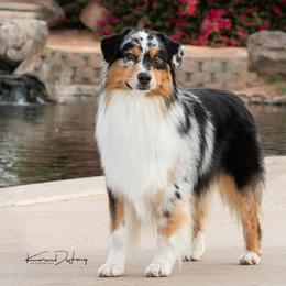 Australian Shepherds from Thunder River Austrailian Shepherds