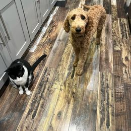 Aussiedoodle, Goldendoodle, and Labradoodle Puppies from Loving Doodle