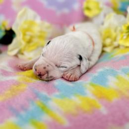 Boy 3 - Orange Ribbon - White and black Dalmatian puppy in Hillsville, Virginia from Spot On Dalmatians