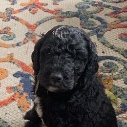 Goldendoodle Puppies from Crystal Coast Cuddles