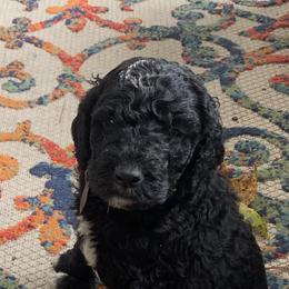 Goldendoodle Puppies from Crystal Coast Cuddles