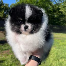Girl 1 - Black and tan parti female Pomeranian puppy in Newalla, Oklahoma from Classy Poms