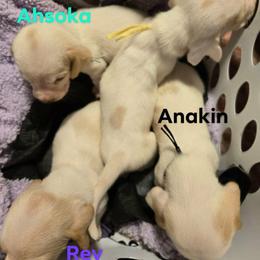 Basset Hound Puppies from Violet Lane Basset Hounds
