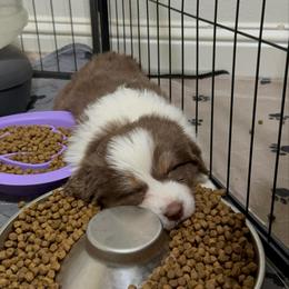 Rune - Red tri male Miniature Australian Shepherd puppy in Shingletown, California from Whiskeytown Aussies