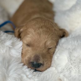 Mack - Apricot male Labradoodle puppy in San Antonio, Texas from I Love U Back Labradoodles, LLC