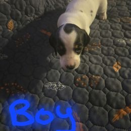River - Piebald male Dachshund puppy in Grover, North Carolina from Windie's Dachshunds