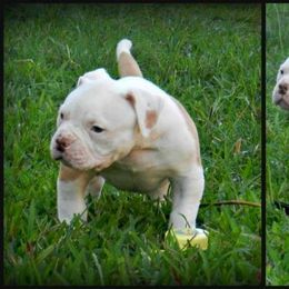American Bulldog and French Bulldog Puppies from BackyardfinestBullys