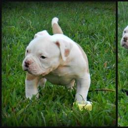 American Bulldog and French Bulldog Puppies from BackyardfinestBullys