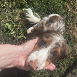 Podo - Dachshund