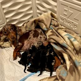 Dachshund puppies from Mahzian Miniature Dachshunds
