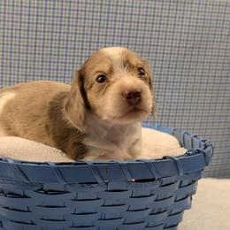 Dachshund Puppies from Hot Diggity Doxies of Dothan