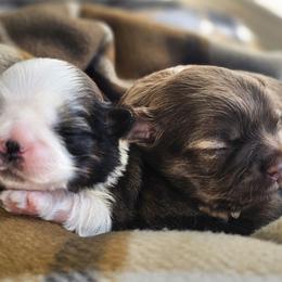 Shih Tzu puppies from Shantii's Shih Tzu's