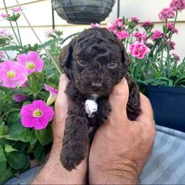 Poodle Puppies from 'Capon Cuties