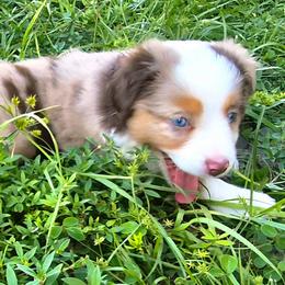 Petunia (Tuna) - Red merle female Miniature Australian Shepherd puppy in Hobe Sound, Florida from KHA
