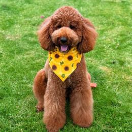 Cyrus - Goldendoodle