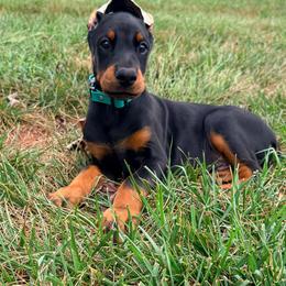 River - Black and rust male Doberman Pinscher puppy in Wirtz, Virginia from Ludic Kennels