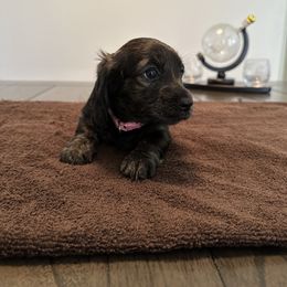 Dachshund Puppies from Lily’s Mini Dachshunds
