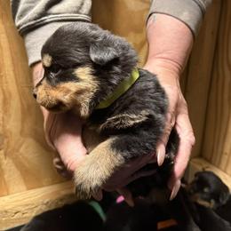 Girl 6 - Black and mahogany female Rottweiler puppy in Cartersville, Virginia from Vom Heldenhaft Rottweilers