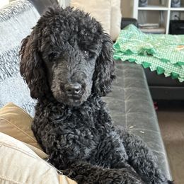 Pippen - Poodle
