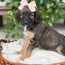 Lainey - Unfurnished Coat - female Australian Mountain Doodle puppy in Pittsburgh, Pennsylvania from WestPenn Doodles LLC