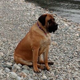 Mastiffs from Mountain Mama Mastiffs