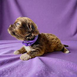AKC-Hazel - Liver female Shih Tzu puppy in Mooresville, North Carolina from Juji Shih Tzu