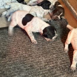 Black and white ticked - Black roan male German Shorthaired Pointer puppy in New Bedford, Massachusetts from Foot Hunter Kennel