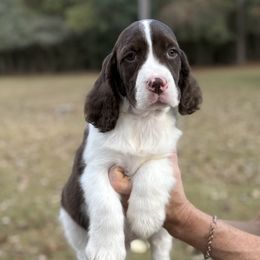 Lawson - Liver and white male English Springer Spaniel puppy in Las Vegas, Nevada from Legacy