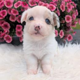 Beyonce - Blue merle and white female American Corgi puppy in Garrett, Indiana from Chloe's Colorful Corgis