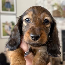 Sable - Red female Dachshund puppy in Bowling Green, Kentucky from Dachshunds of the Valley