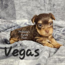 Vegas - Chocolate and tan male Yorkshire Terrier puppy in Adair, Oklahoma from Phillippe's Puppy Paws