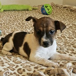 Girl 3 - Red white and sable female Rat Terrier puppy in Apple Valley, California from Dynamite Rat Terriers