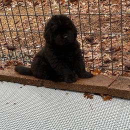 Girl 1 - Newfoundland puppy from Astreas Newfoundlands