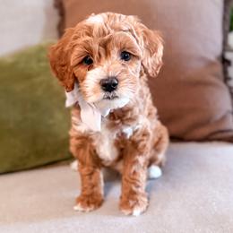 Enzo - Red  male Goldendoodle puppy in Garden Grove, California from Sunkissed Doodles