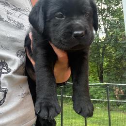 Chomper - Black male Labrador Retriever puppy in Weare, New Hampshire from Emily's Labrador Retrievers