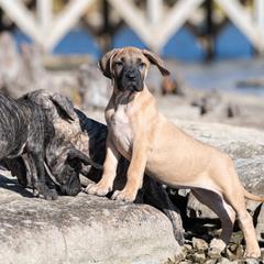 Fawn gilr - Fawn female Perro de Presa Canario puppy in Leitchfield, Kentucky from Rey Gladiador Presa Canario