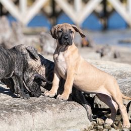 Fawn gilr - Fawn female Perro de Presa Canario puppy in Leitchfield, Kentucky from Rey Gladiador Presa Canario