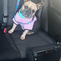Harley - French Bulldog
