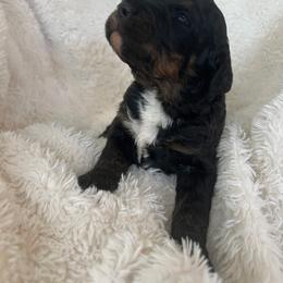 Stella - Phantom female Bernedoodle puppy in Gilbert, Arizona from LittleLegacyDoodles