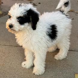 Love - Black and white female Bernedoodle puppy in Longmont, Colorado from Colorado Miniature Bernedoodle Puppies